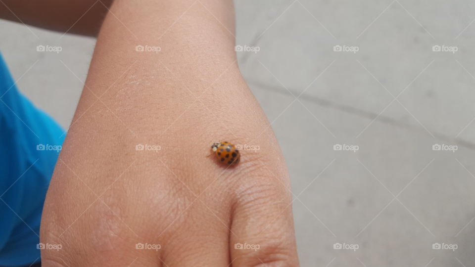 ladybug