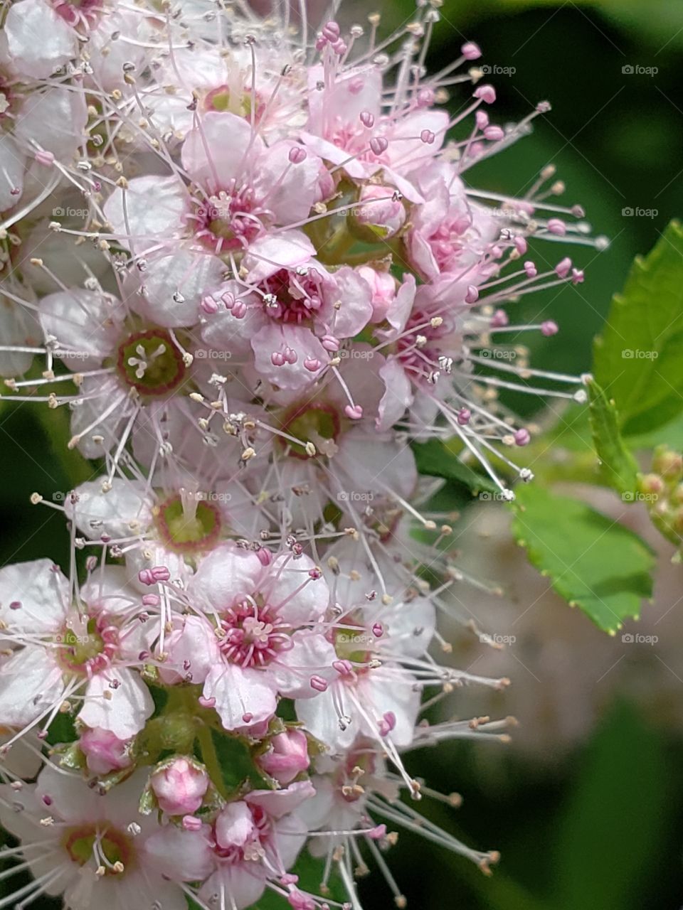 Spring Tree Flowers