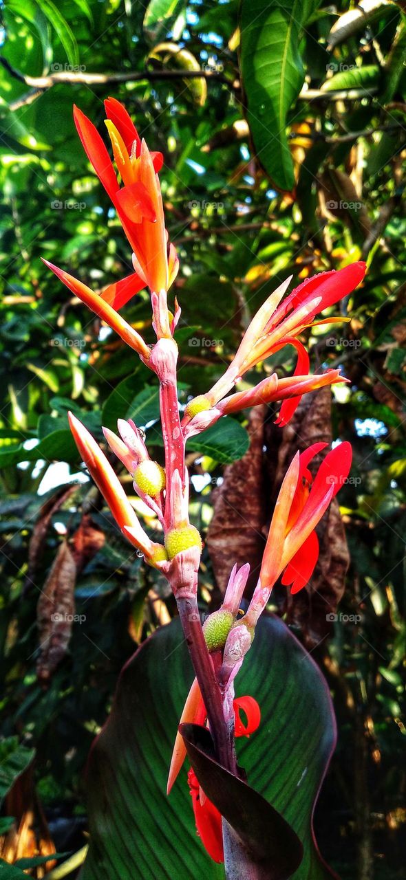 Canna paniculata flowers in bloom and beautiful to look at.