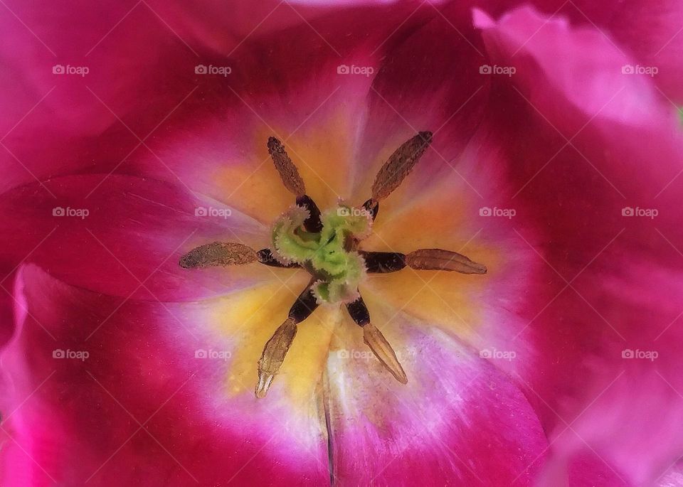 Macro shot of a tulip. The inside of a tulip so delicate
