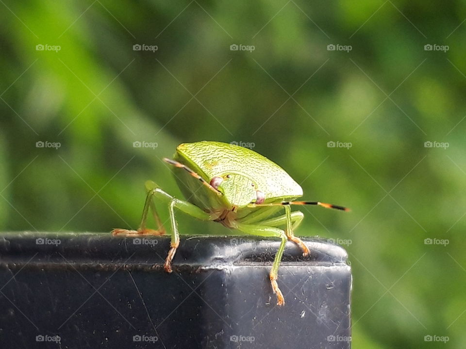 stink bug