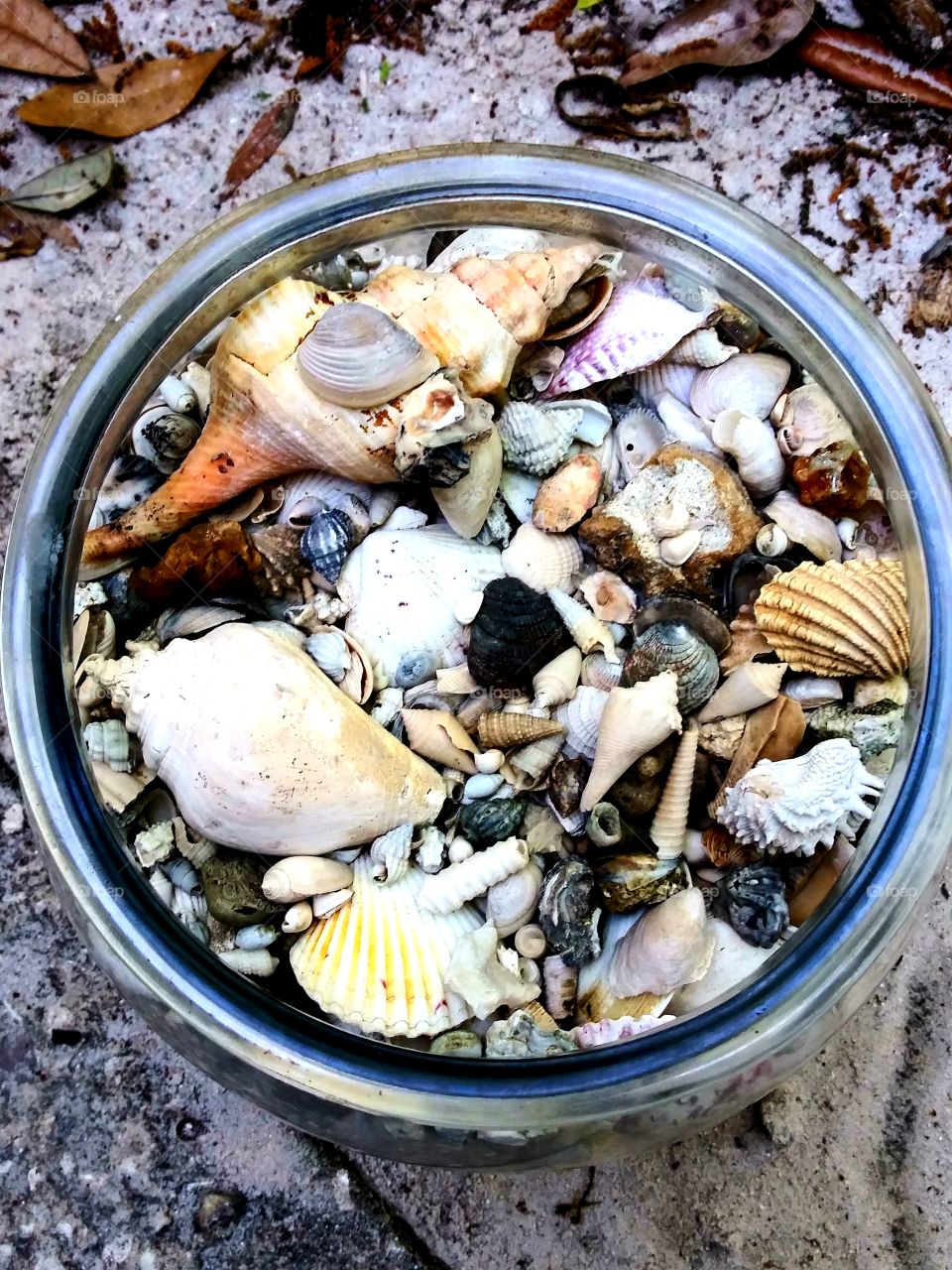 seashell aquarium