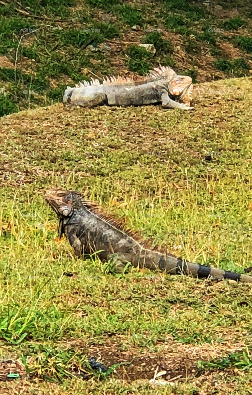 Iguanas at the park in the Carribean