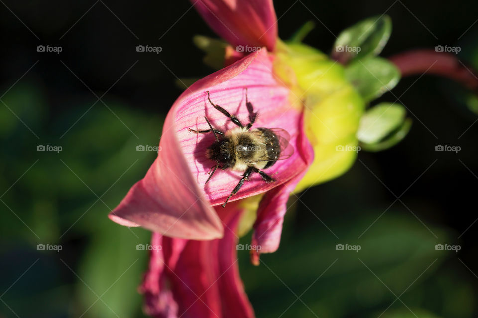 Bee