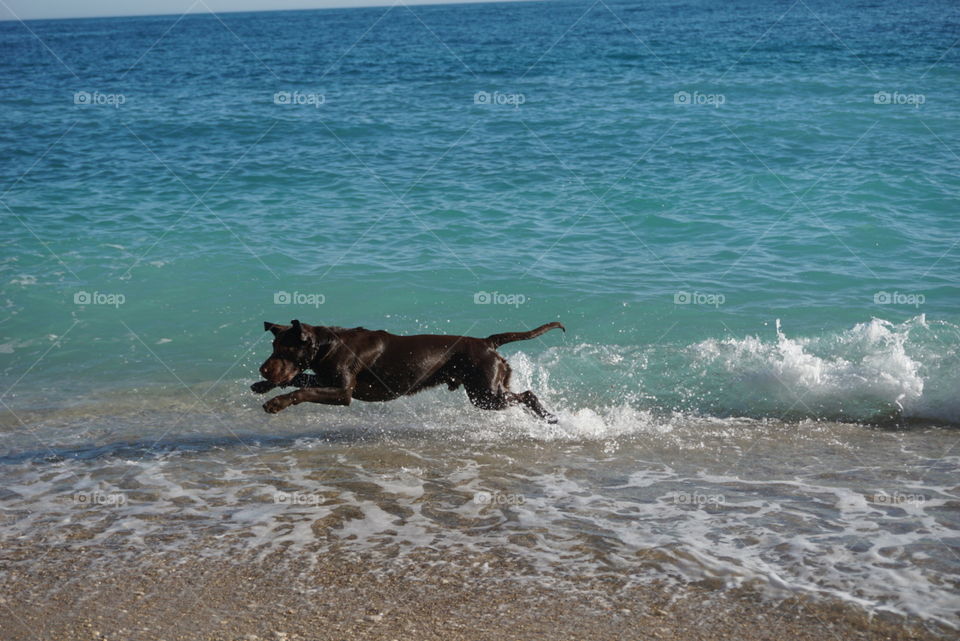 Dog#playing#beach#baby#swim#jump