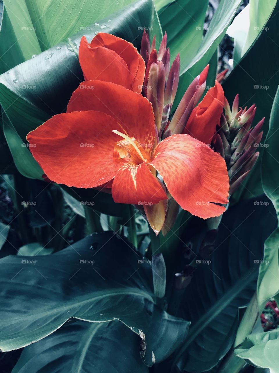 A red flower with buds in the background. 