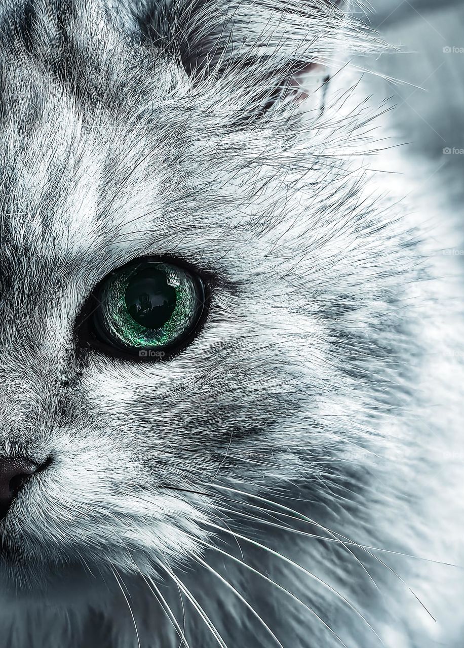 A grey cat with green eyes