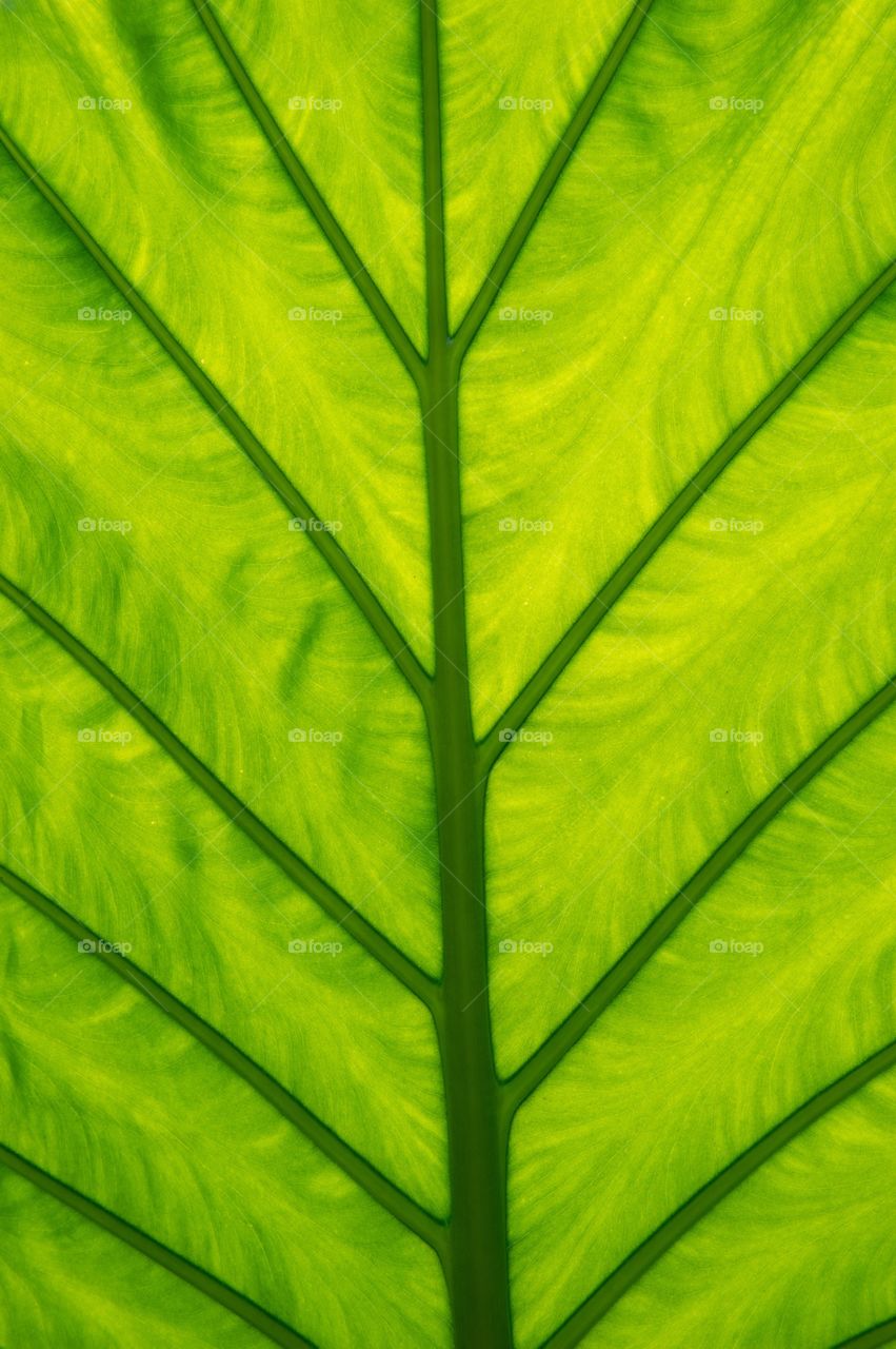 Sun shining through leaf