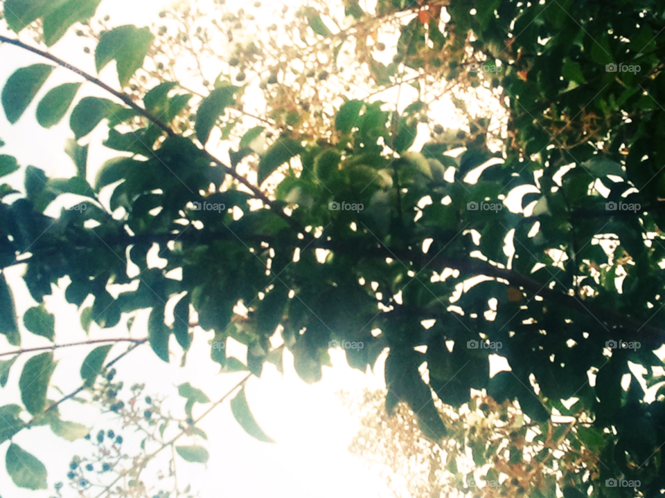 Sunlit Leaves. Leaves basking in the sun.