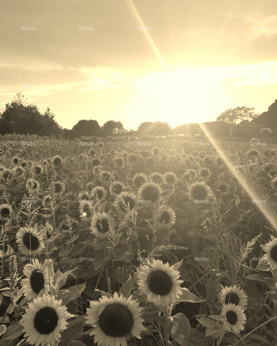 Sunflowers filed with cloudy sky