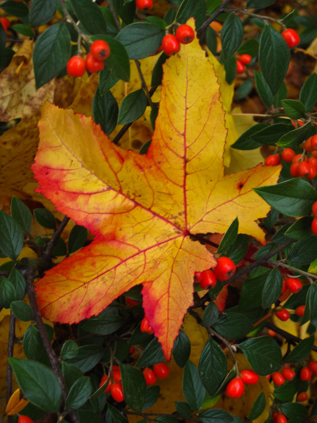 I was outside walking and came across this beautiful fall leave laying on a bush were it had fallen. The colors were so bright I was immediately attracted to it and photographed it.