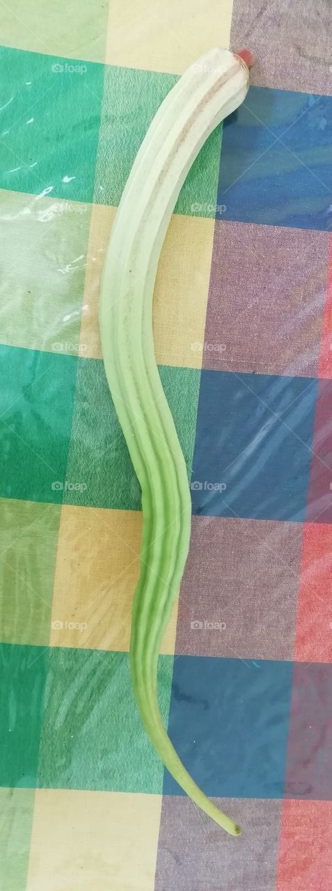 Fresh from the garden (giant one)