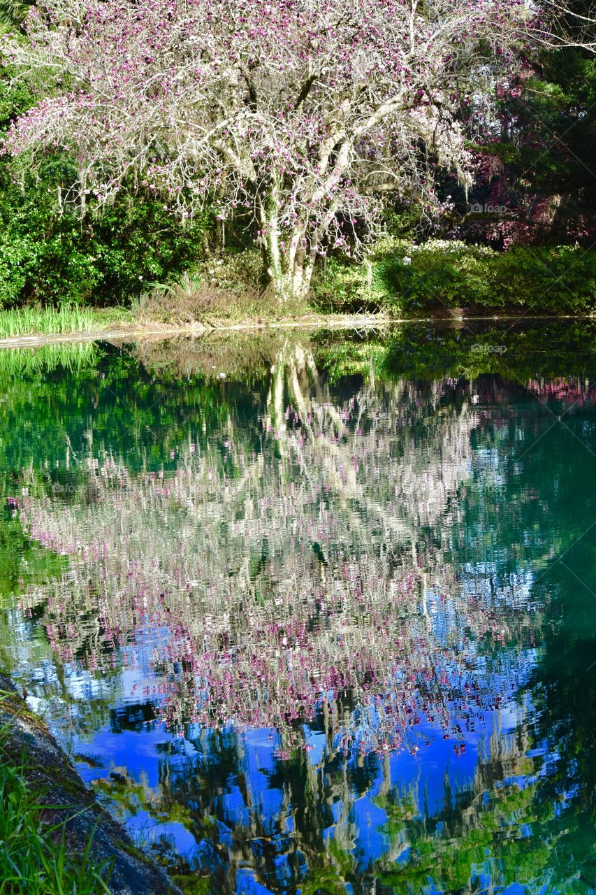 Reflection Pond