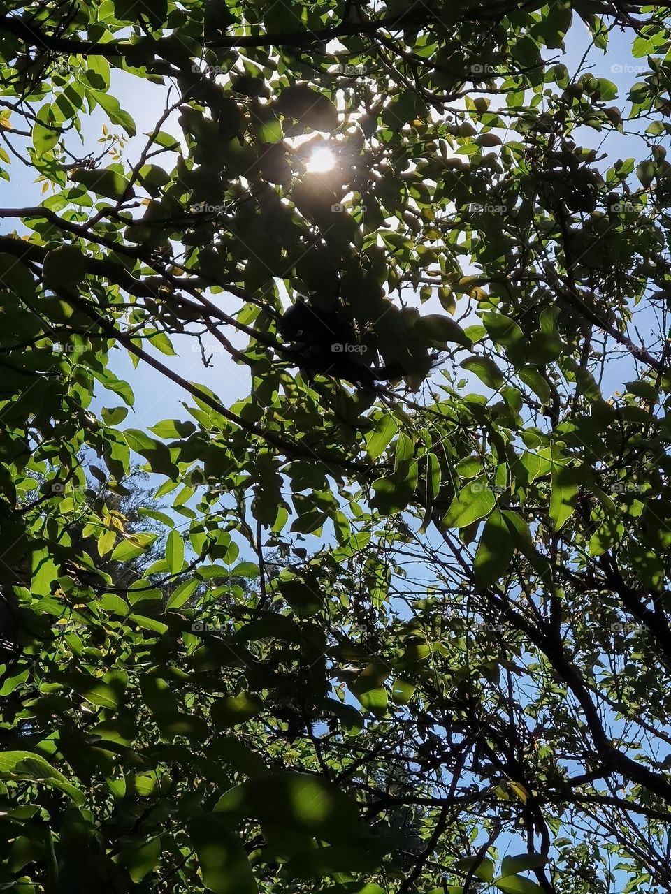 Sun behind trees. Sun lights view