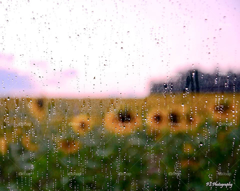 Rainy sunflower field. Sunset at sunflower field quickly turned to rain