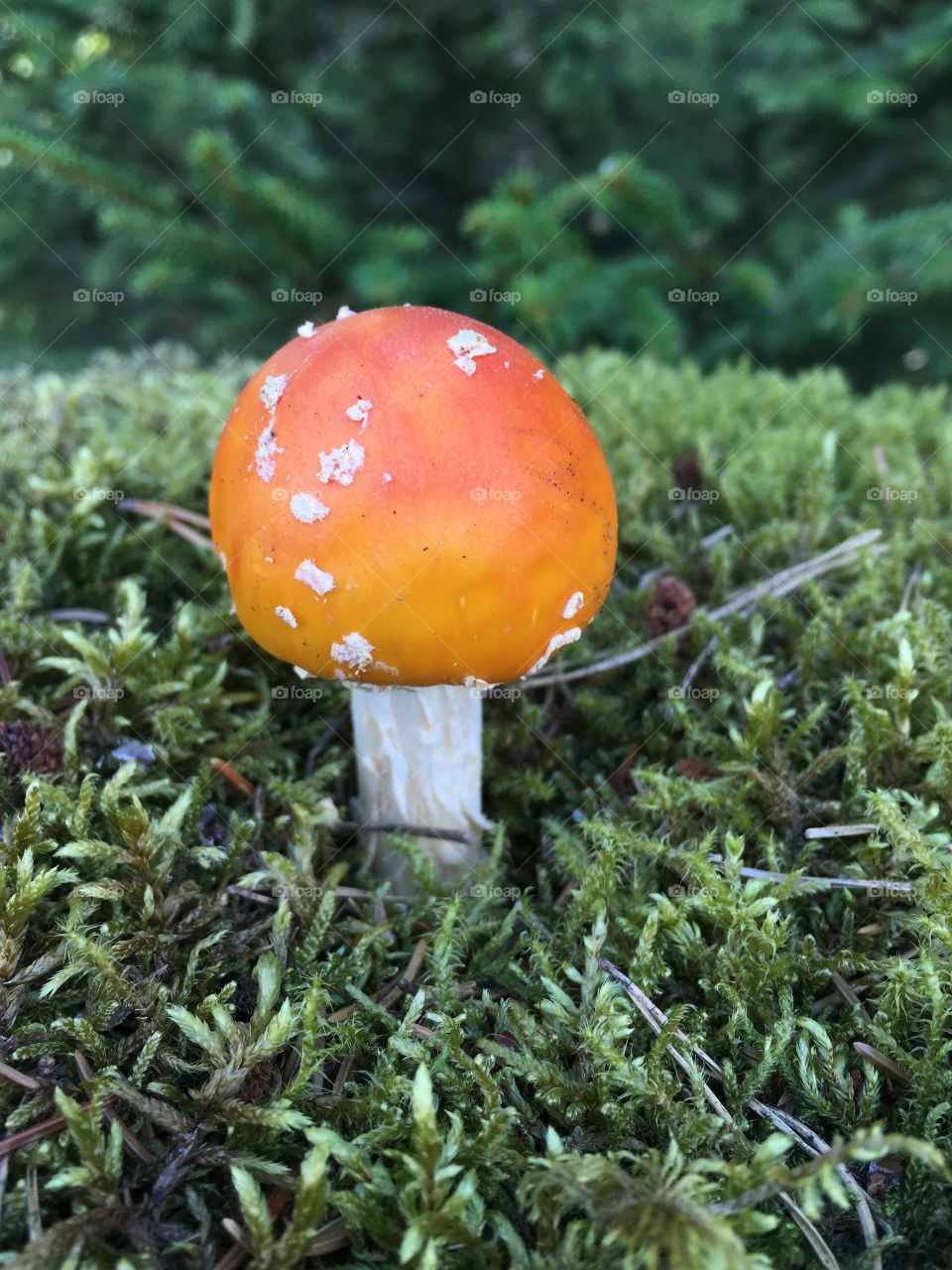 Röd flugsvamp, Fly agaric mushroom, Getåravinen Nature Reserve