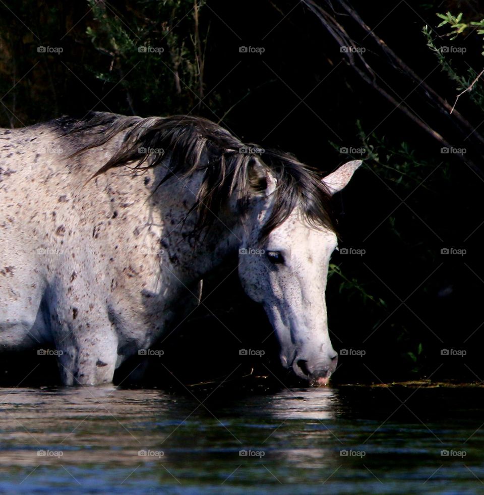 Wild Horse in the River