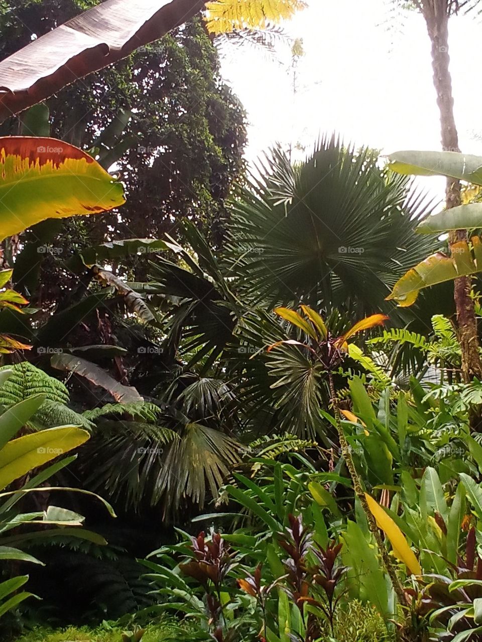 Plants close to water spray are given a beautiful Shine! The Driftwood to the upper left is gorgeous.