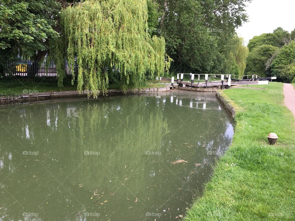 Weeping Willow Tree alongside Berkhamsted canal lock 