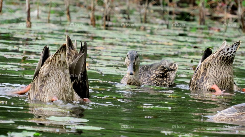 Mallards swimming and feeding