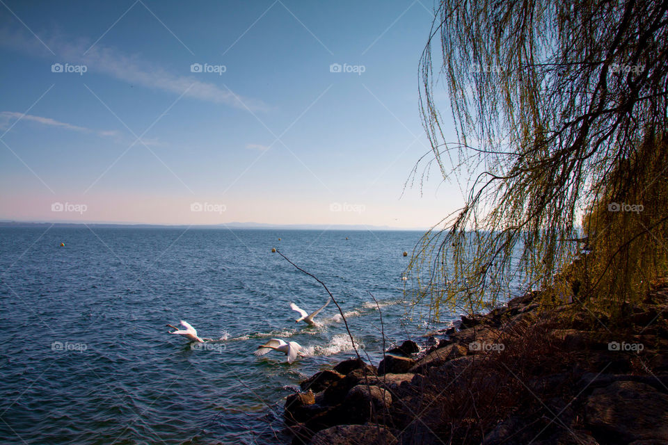 neuchatel switzerland landscape beach nature by cmosphotos