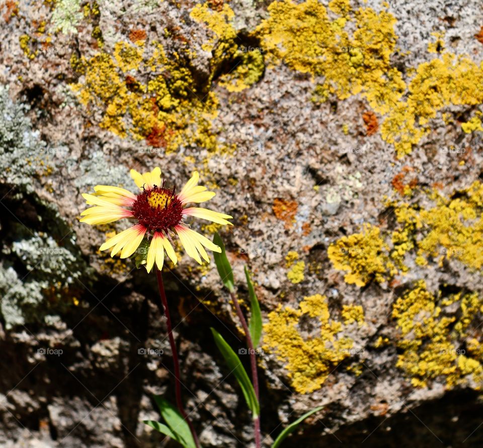 Yellow Daisy Against Lichen Rock