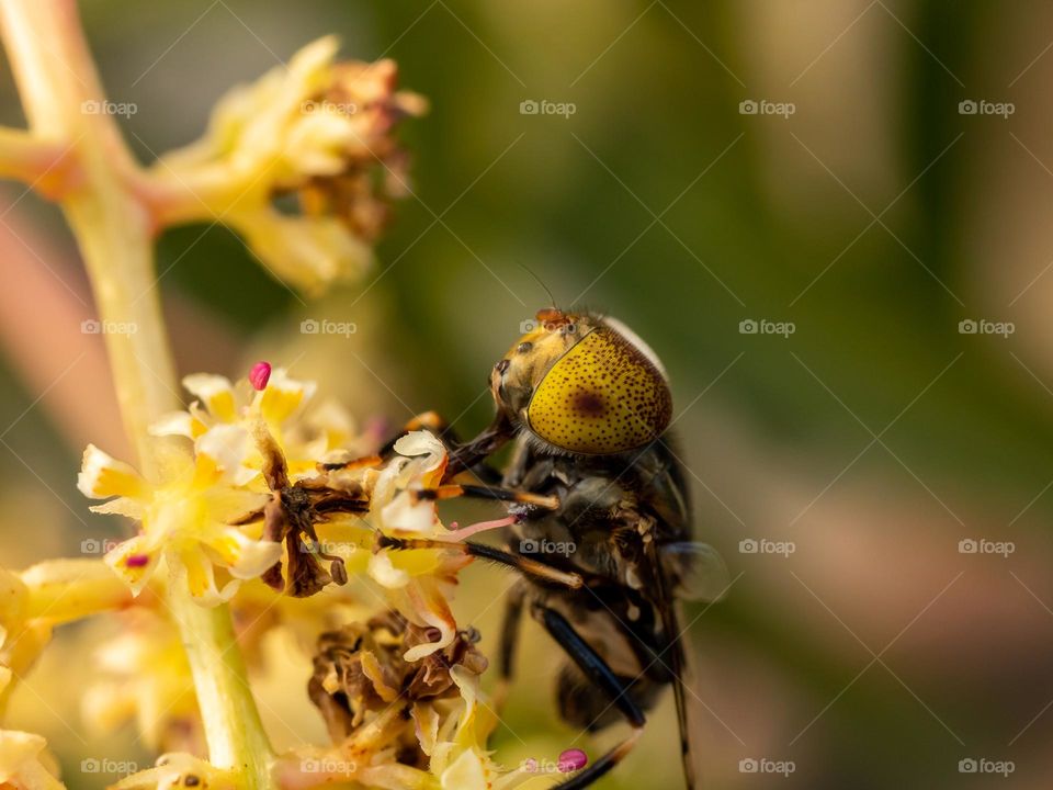 Beautiful Hoverfly