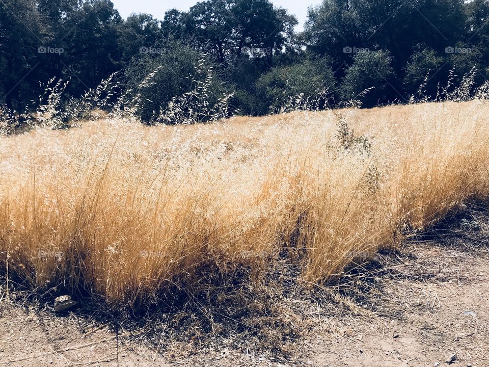 Glistening Golden field blowing in the wind 