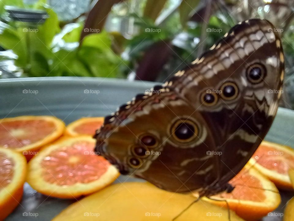 This bog guy is the Blue Morpho, a beautiful creature. Once declared extinct, this butterfly needs our help due to major deforestation.
@Frederik Meijer Gardens