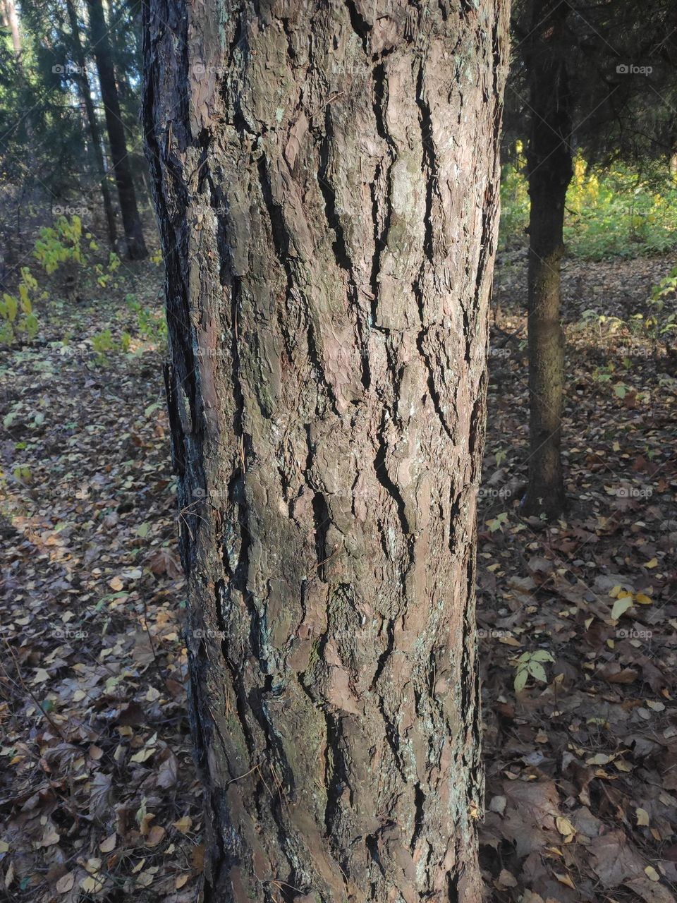 Pine bark