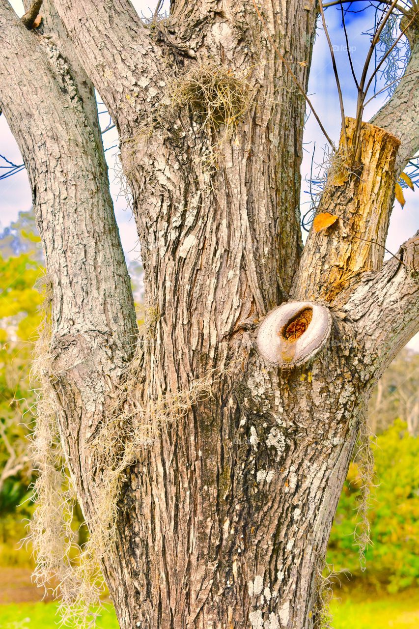 Tree knot