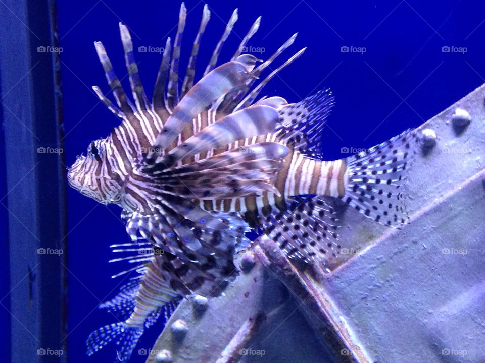Lionfish