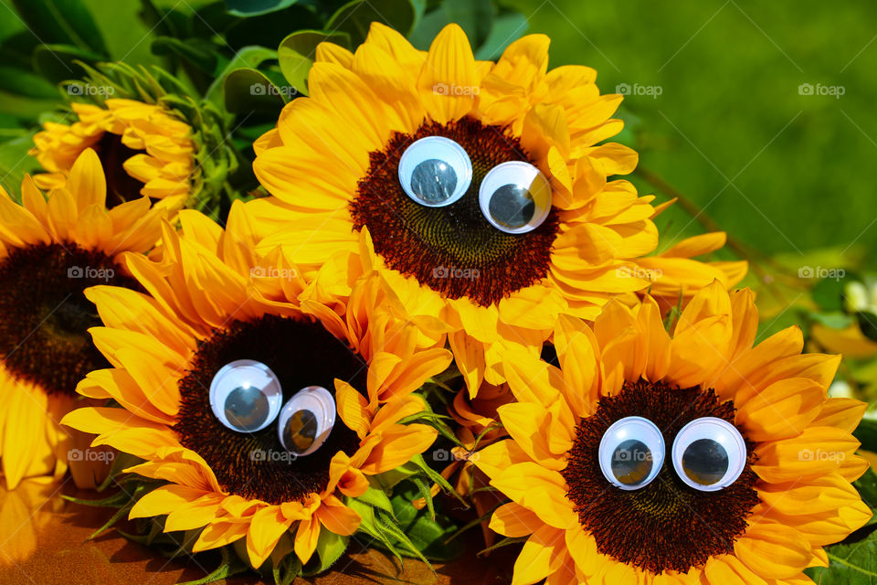 Funny sunflowers, autumn, Flower , eyes 