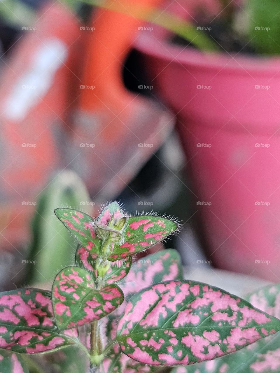 "Happy Gardening" colorful red and green young plant in the forfeit,  blurred background of spade/small shovel and flowerpot.