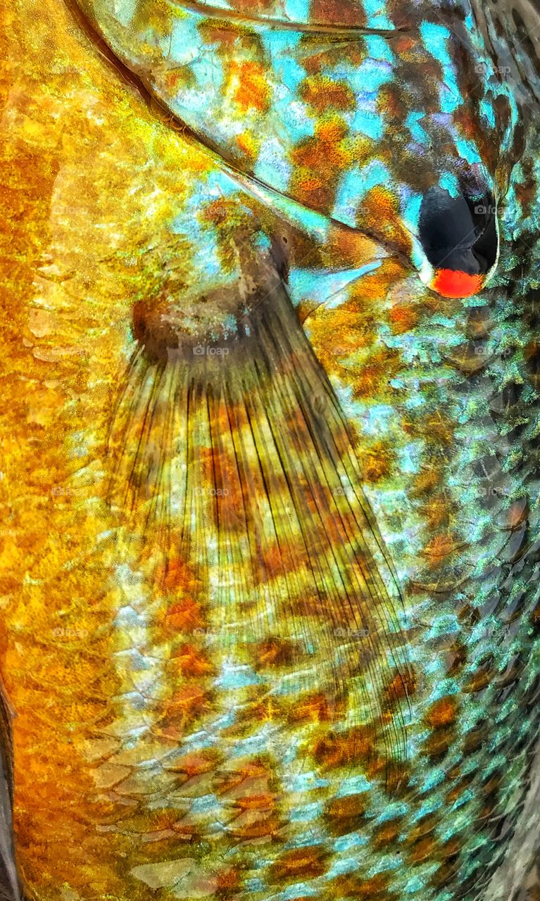 Fish closeup