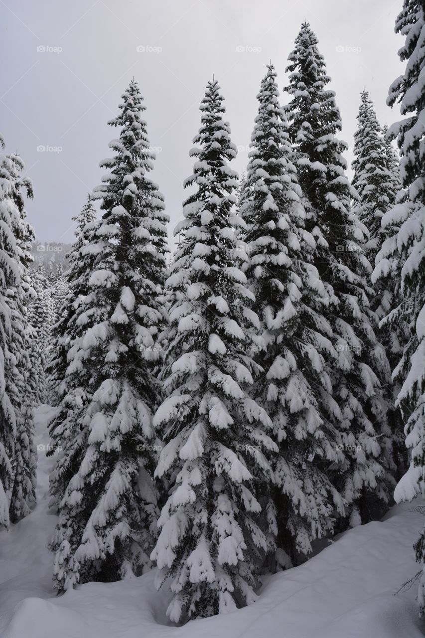 Winter in the Cascades