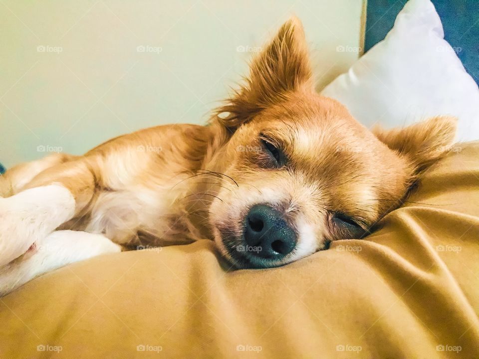 Sleepy chihuahua on pillows 