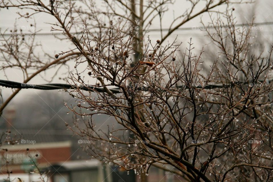 Frozen Rain