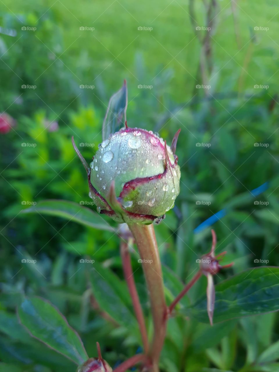 bud of peony  with rain drops  in the morning