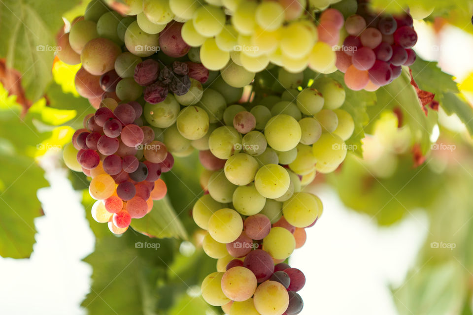 Grapes 