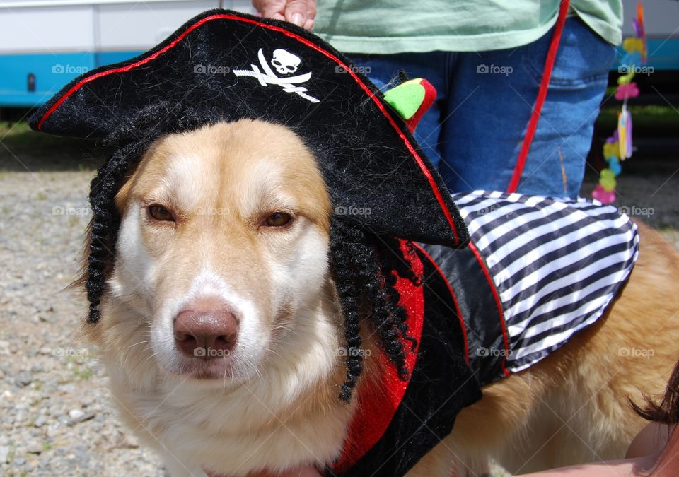 Dog in Costume