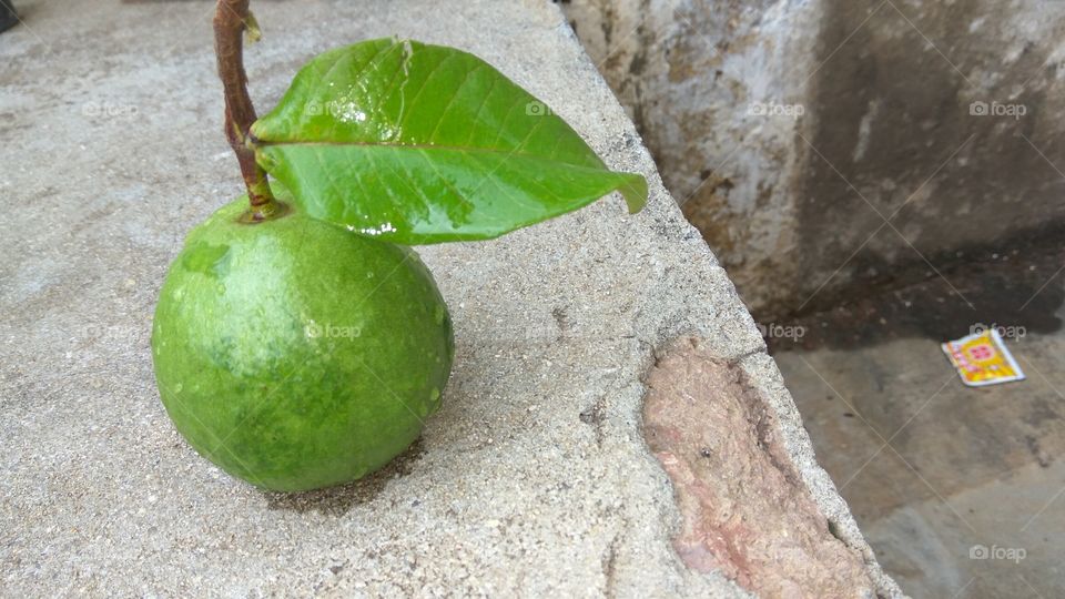 the leaf of guava