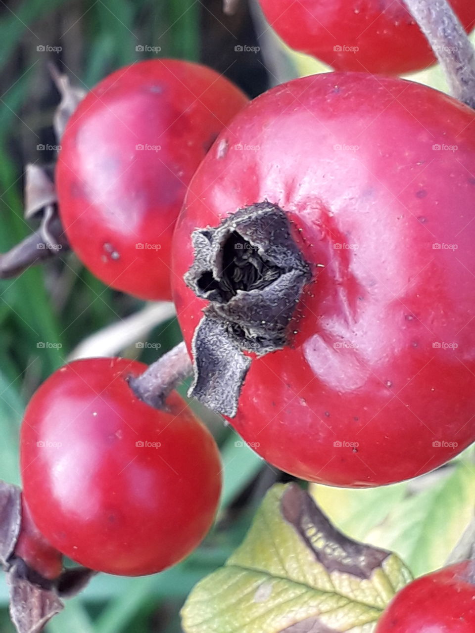 close-up of gossy red fruits of damask rose