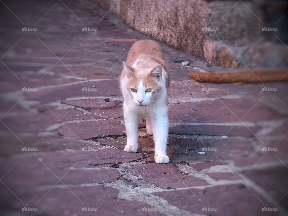 French cat Strasbourg 