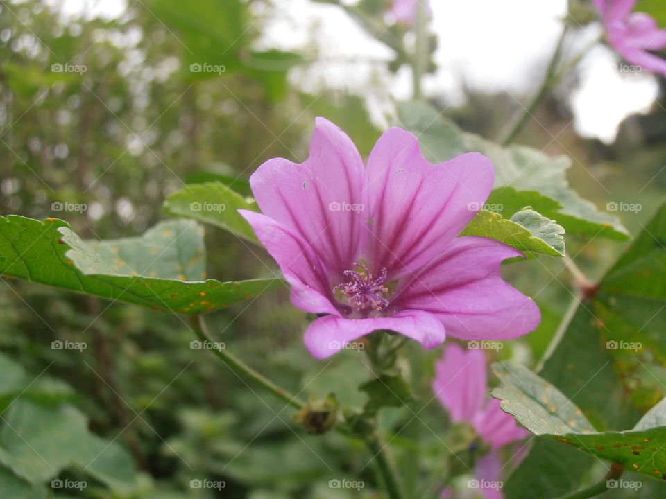 Purple Crane's Bill Flower