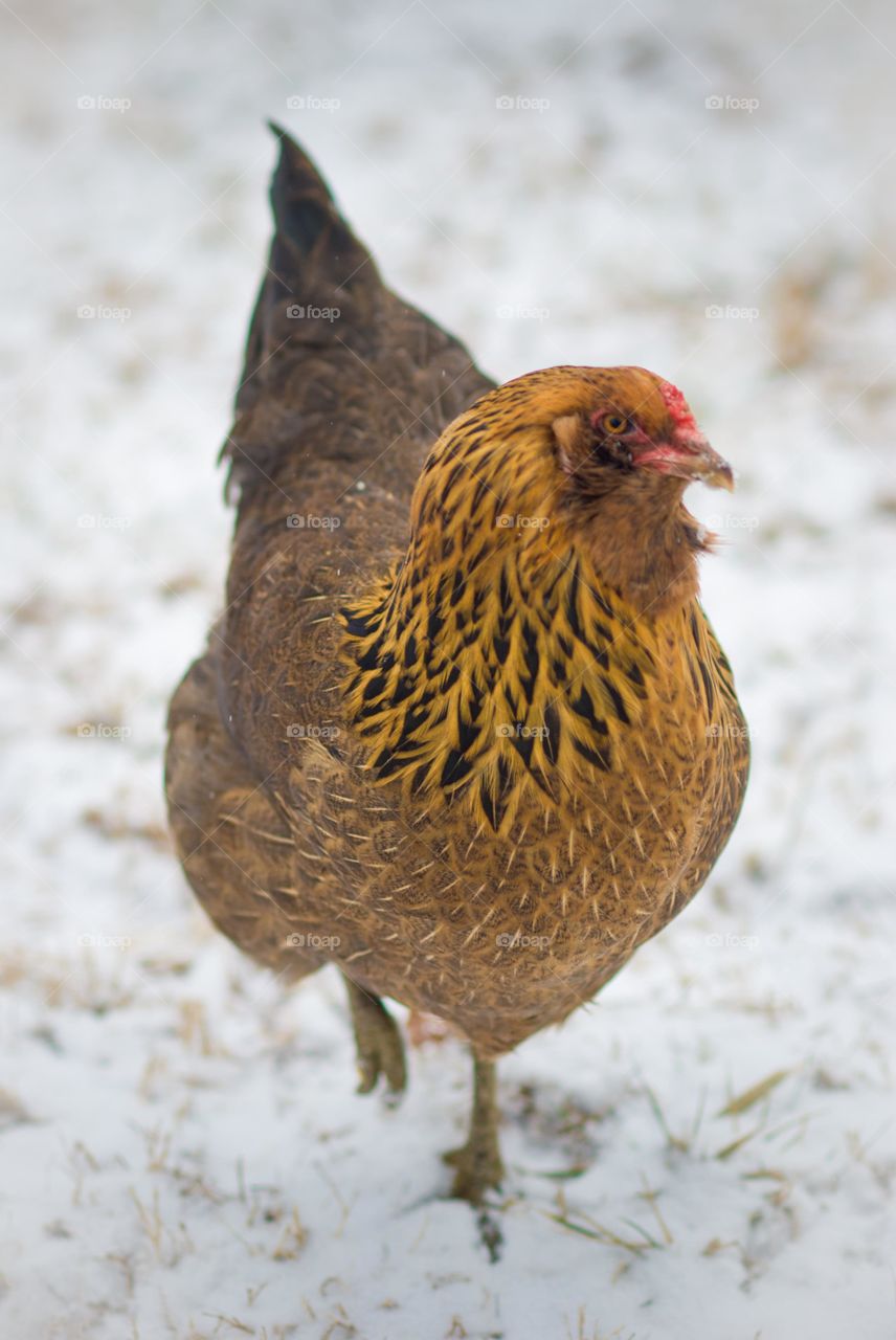 Hen in the Snow