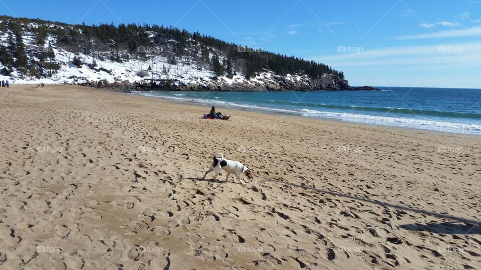 Cadie exploring Sand Beach in Acadia National Park