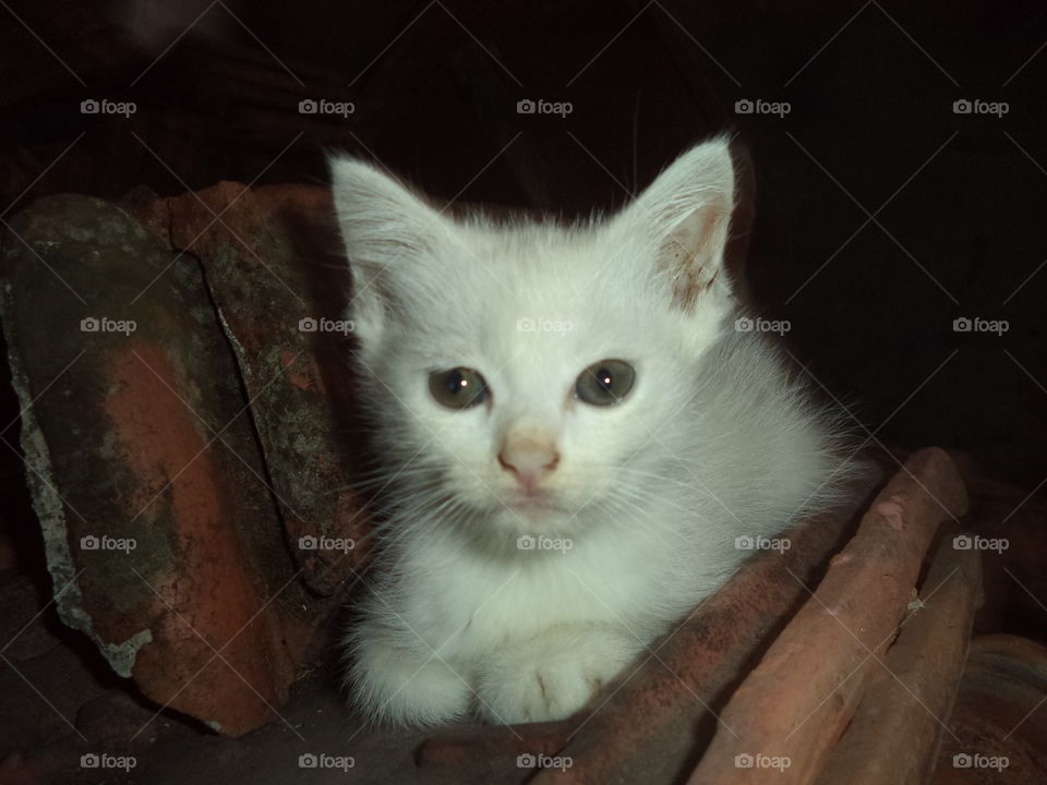 white solid kitten
