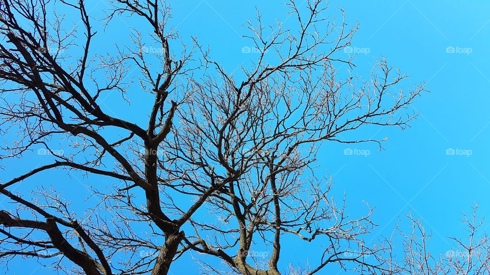 balding trees at seoul, south korea