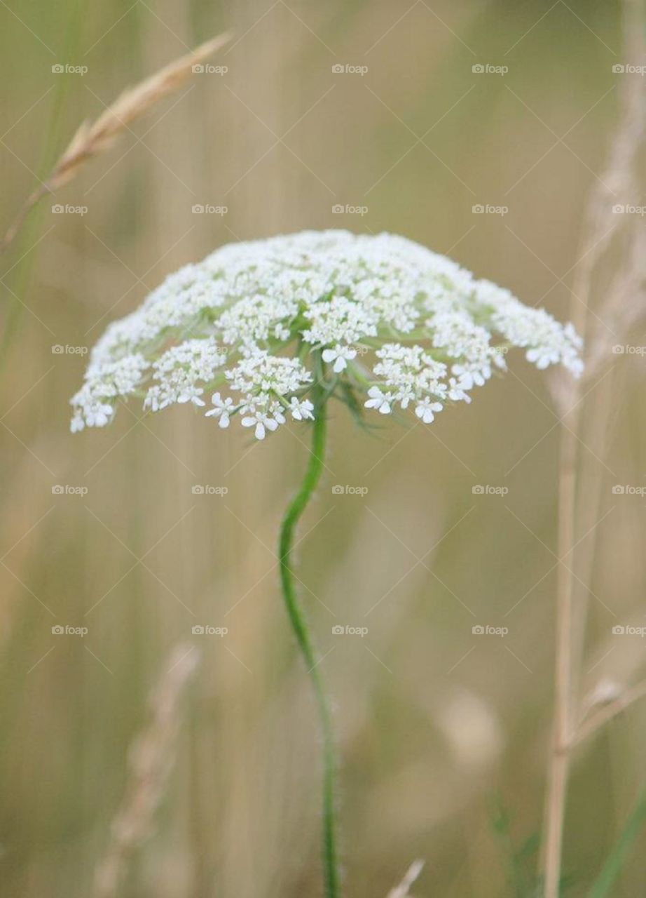 Queen Anne's lace